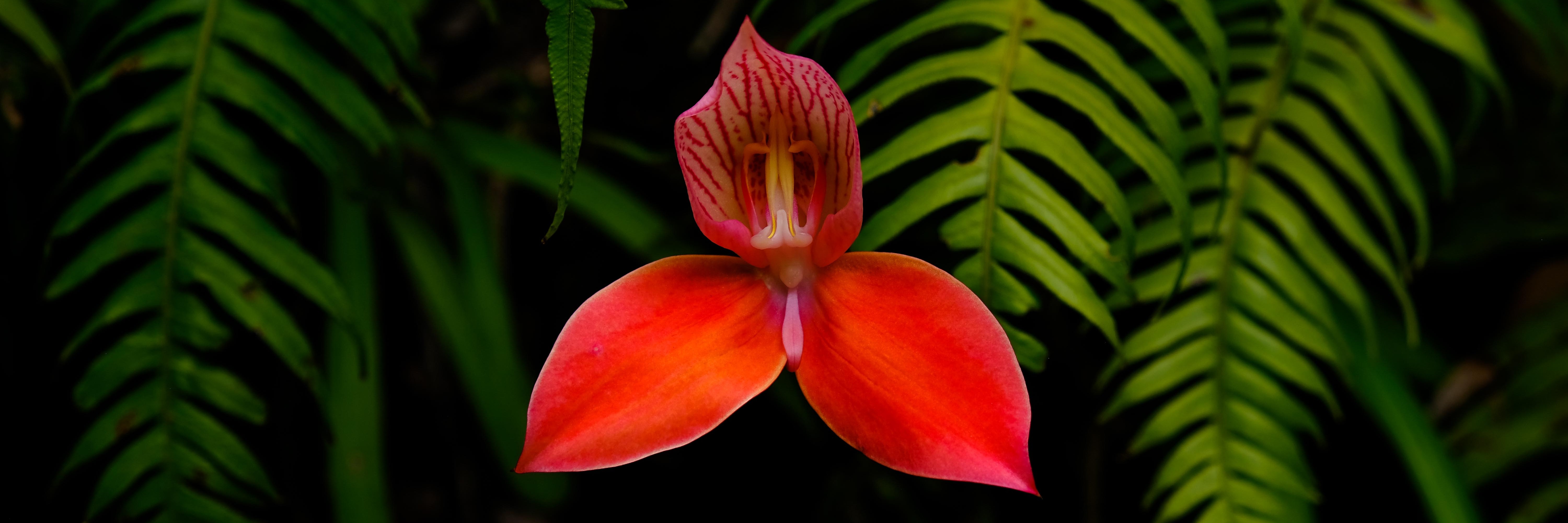 Red Disa Hike (Orange Kloof)