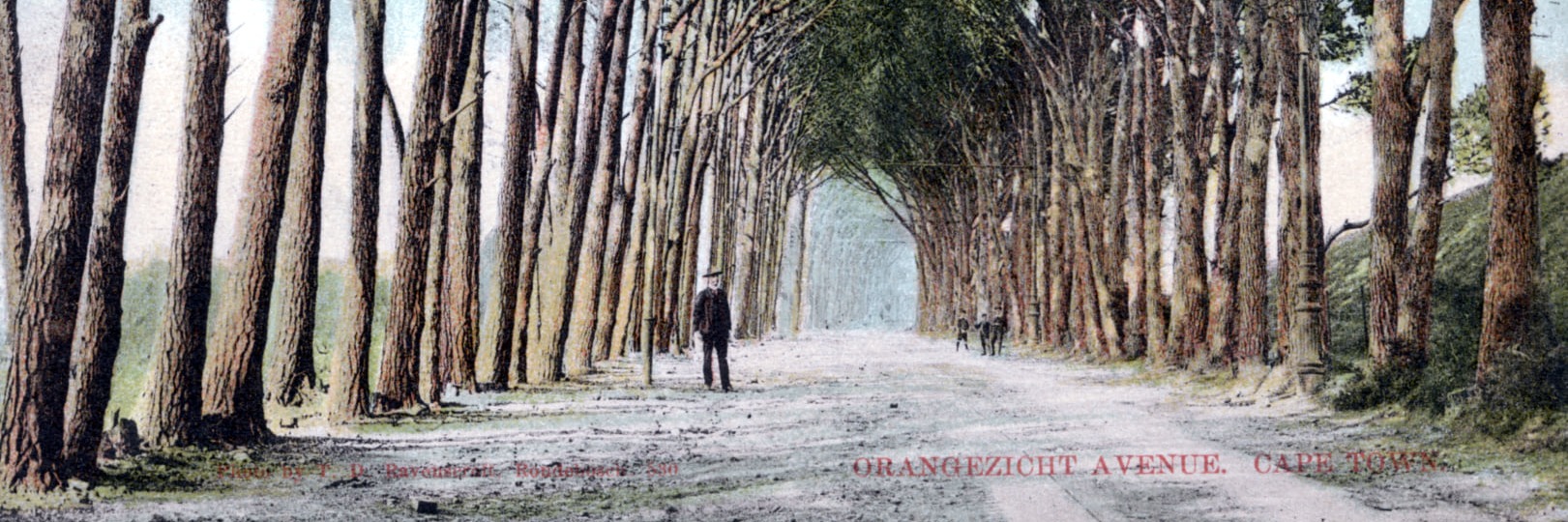 The Secret Oasis - An Oranjezicht Heritage Walking Tour