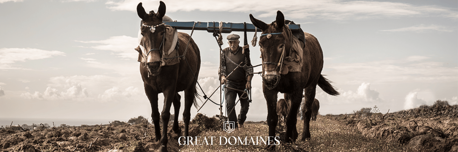 Argyros Lunch in Johannesburg