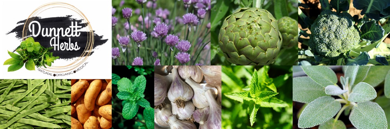 Designing Sustainable Landscapes: A Fusion of Aesthetics and Permaculture