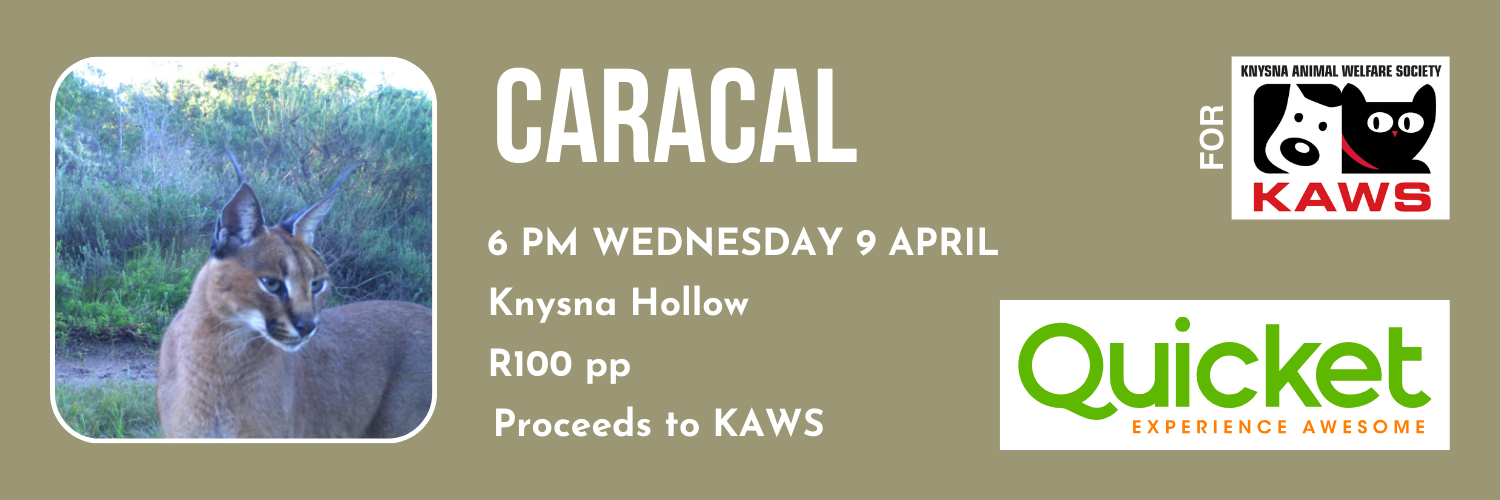 Knysna Talk: Caracals of the Garden Route