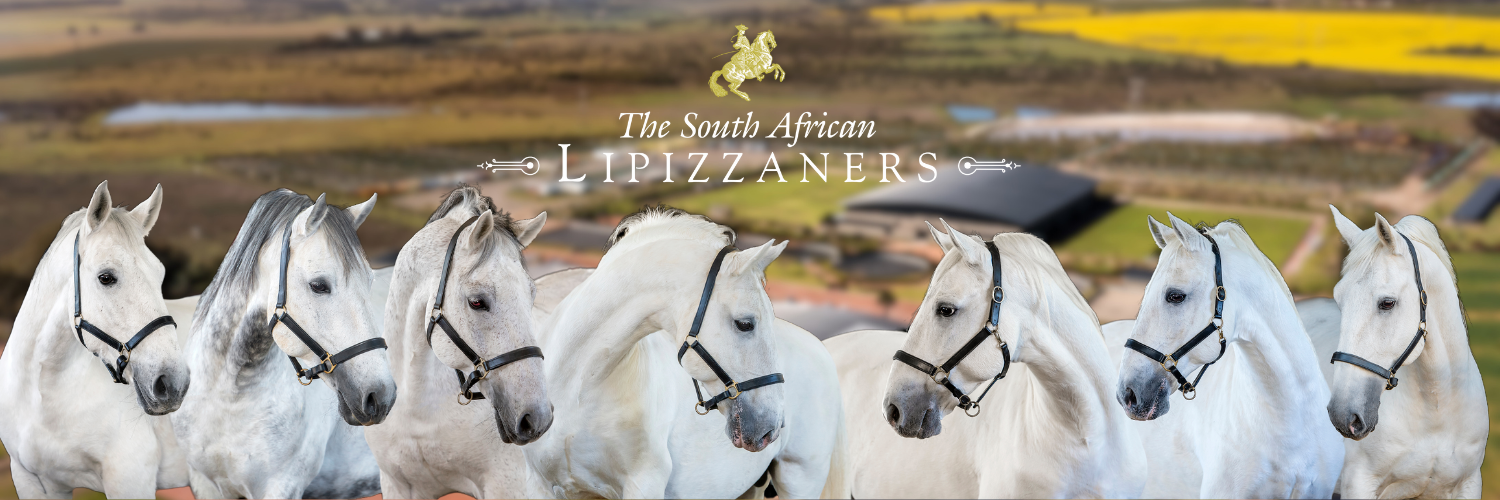South African Lipizzaners Classical Performance