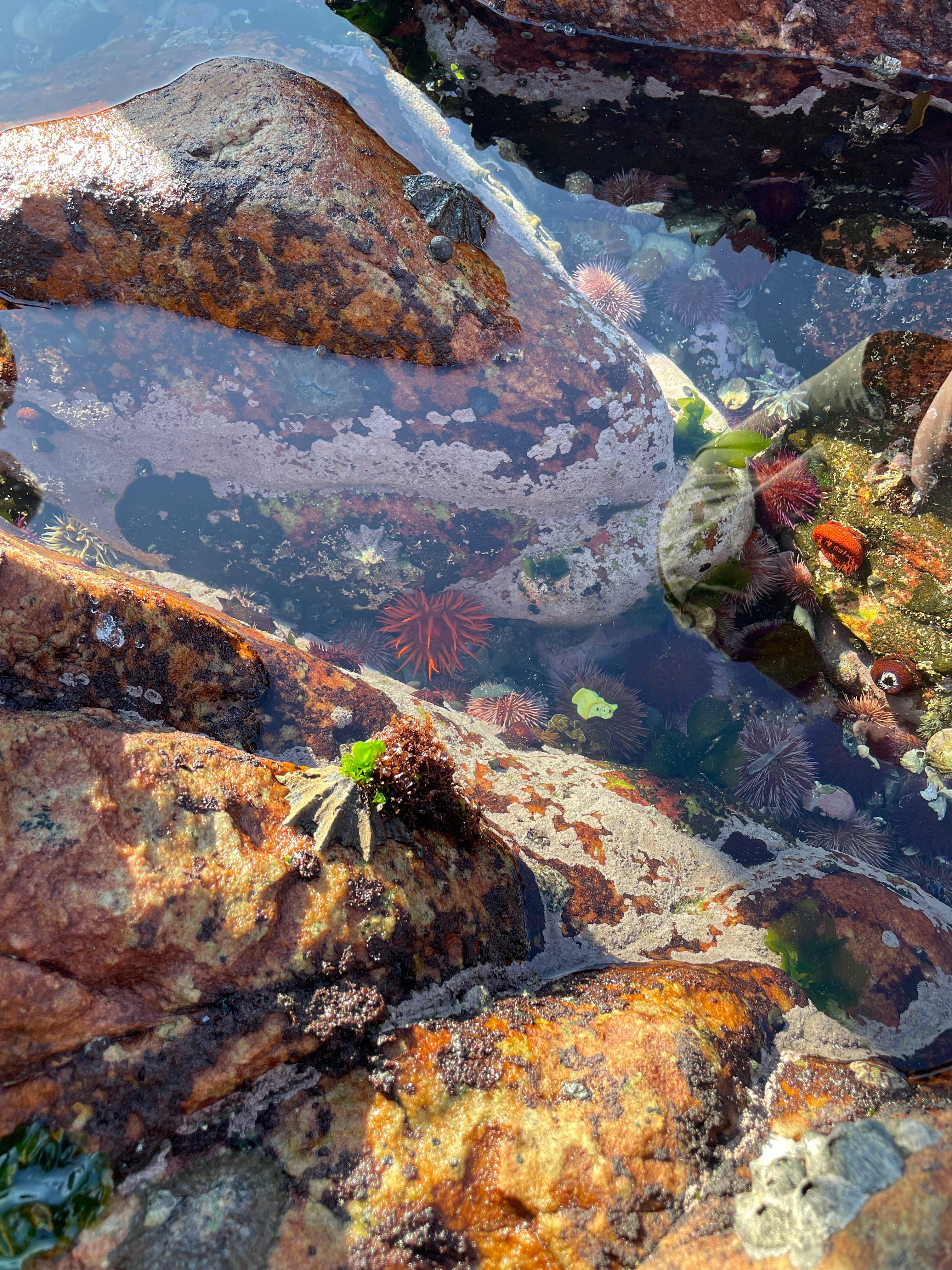 Explore the Rocky Sea Shore