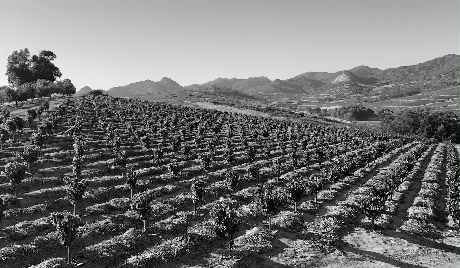 CHARITY VINEYARD TOUR & TASTING