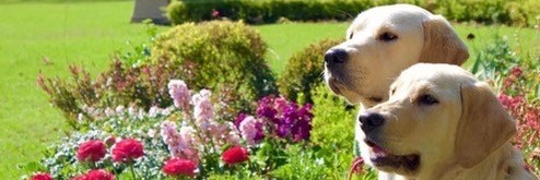 Garden of St Christopher Petals & Paws for SA Guide Dogs