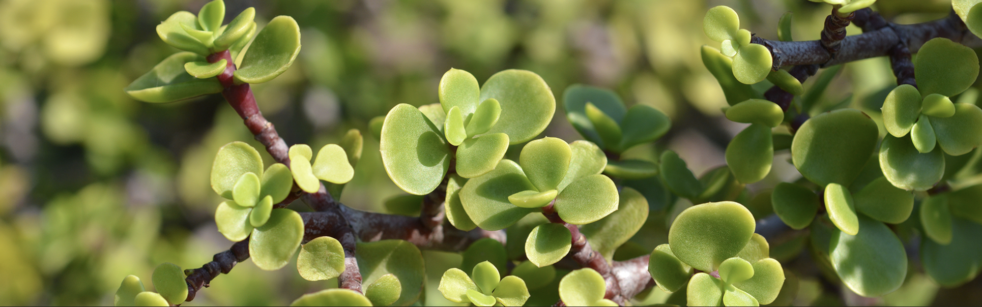 The Respek Arbor Day 2025