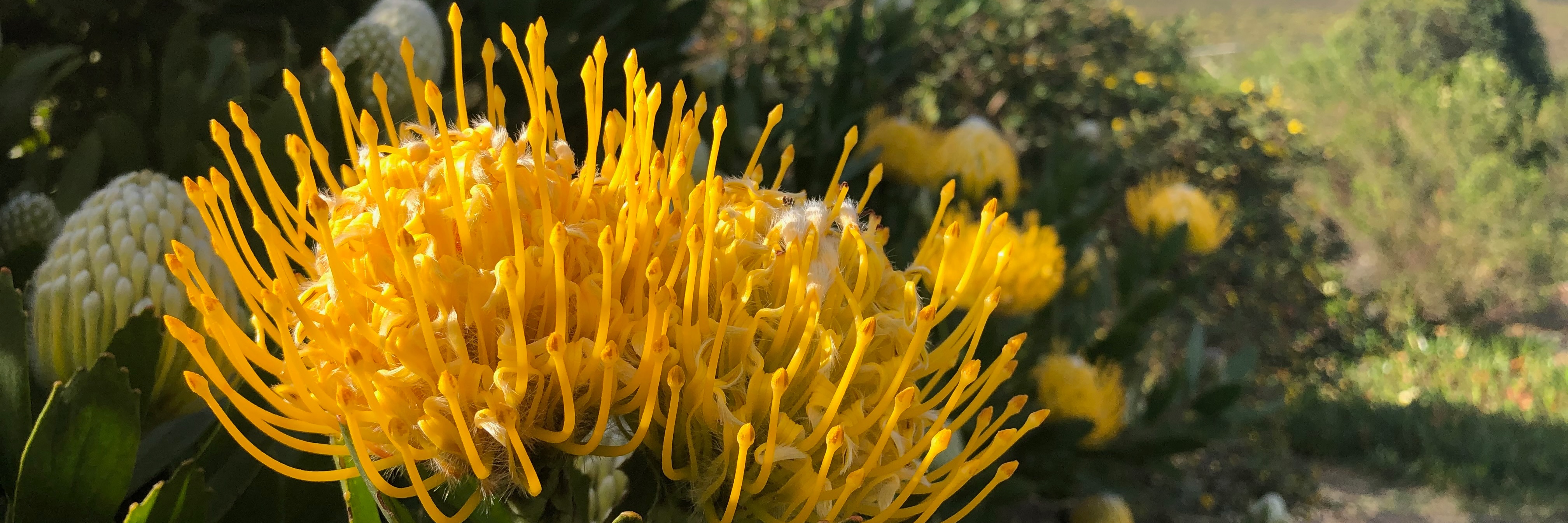 Ecofluency x Lady of the Herbs: Fynbos Immersion Day Workshop