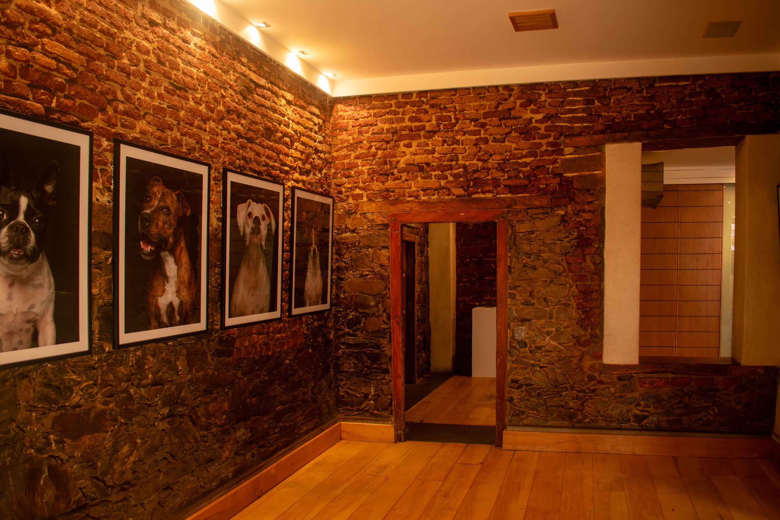 Museum of Dogs Birthday