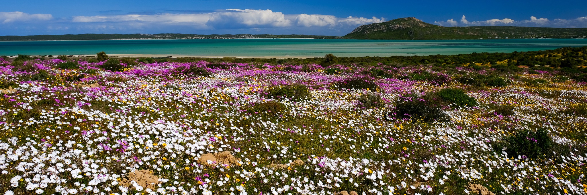 Spring Flower Bakoor Trail at West Coast National Park