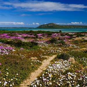 Spring Flower Bakoor Trail at West Coast National Park