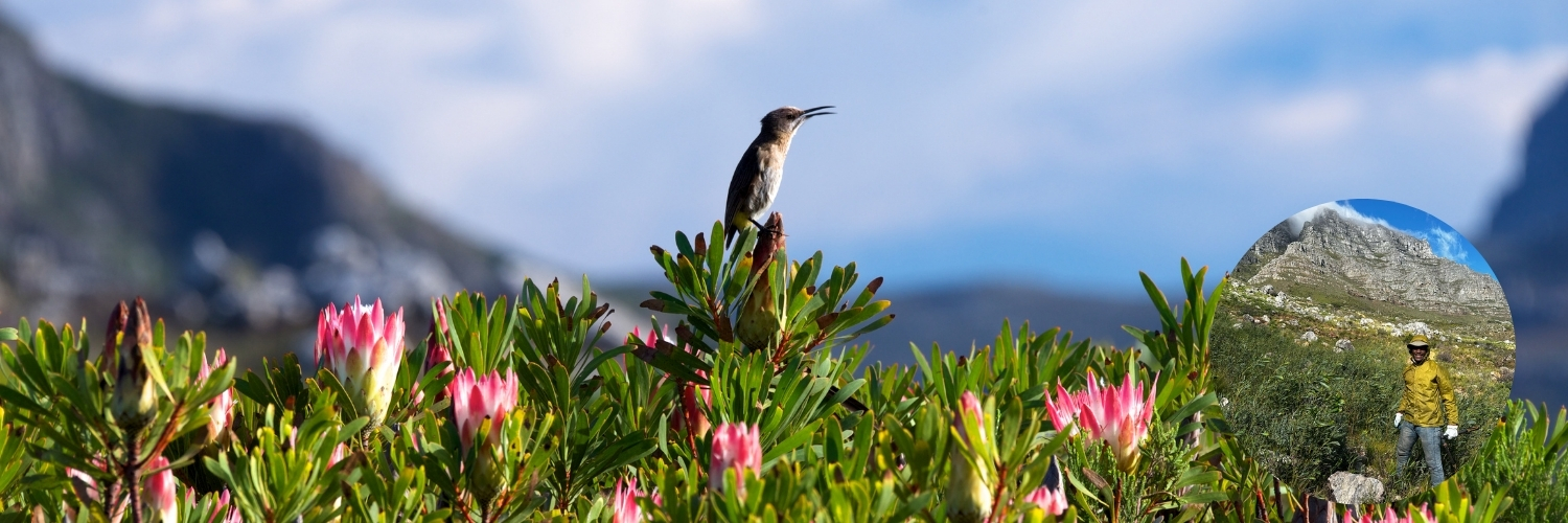 Sugarbird Volunteer Day