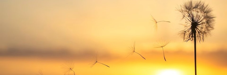 Practical Skills for Managing Reactivity and setting Life-serving Boundaries