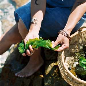 Coastal Forage Experience with Veld and Sea - 7 December