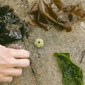 Coastal Forage Experience with Veld and Sea - 20 December