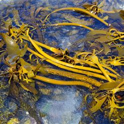 Coastal Forage Experience with Veld and Sea