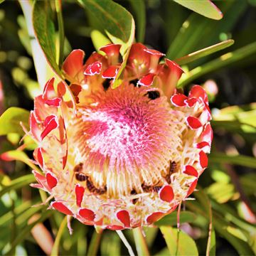 Fynbos in Stilbaai-tuine photo 1