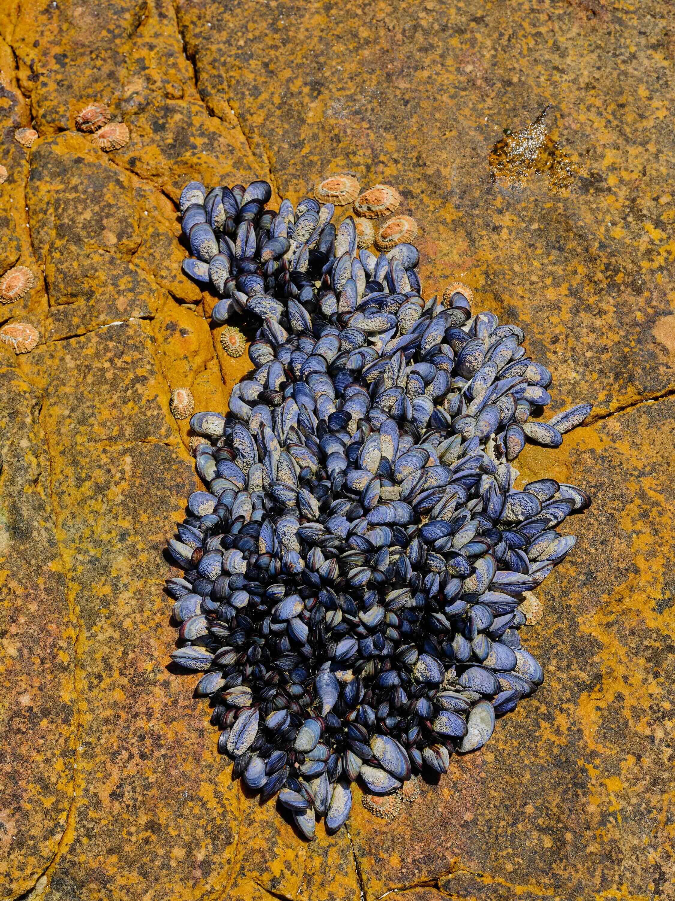 Coastal Forage Experience with Veld and Sea - 17 January
