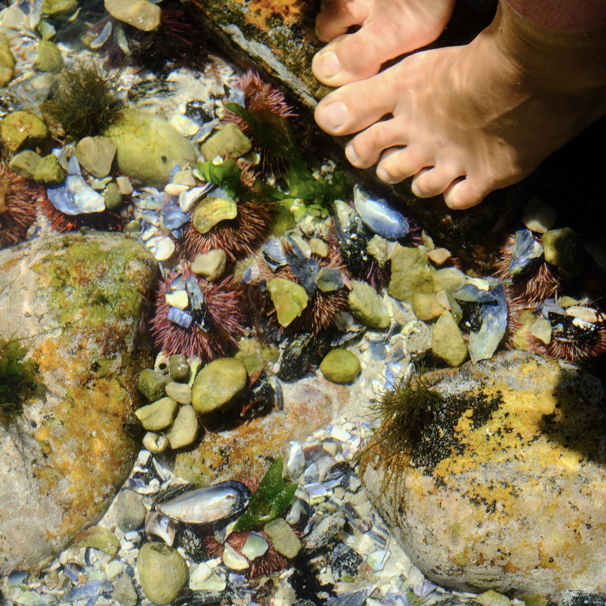 Coastal Forage Experience with Veld and Sea - 31 January