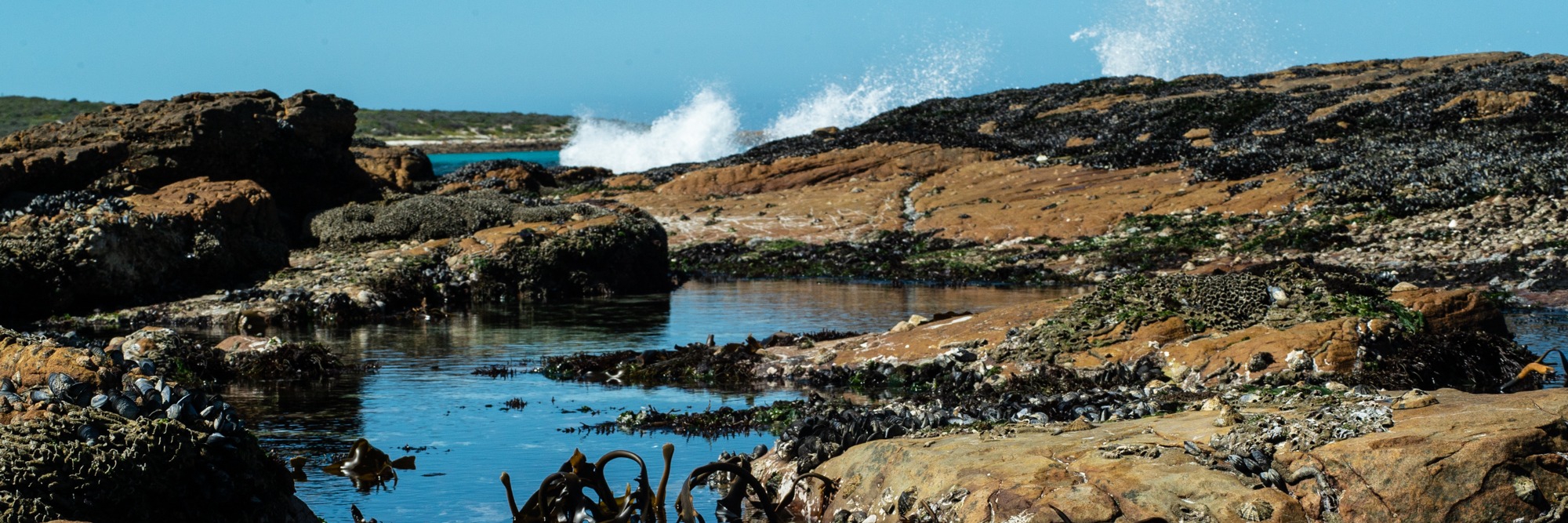 Coastal Forage Experience with Veld and Sea - 18 February