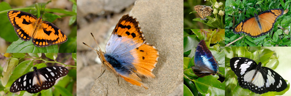 LepSoc 41st Annual Conference