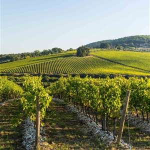 Beauty in the vines.