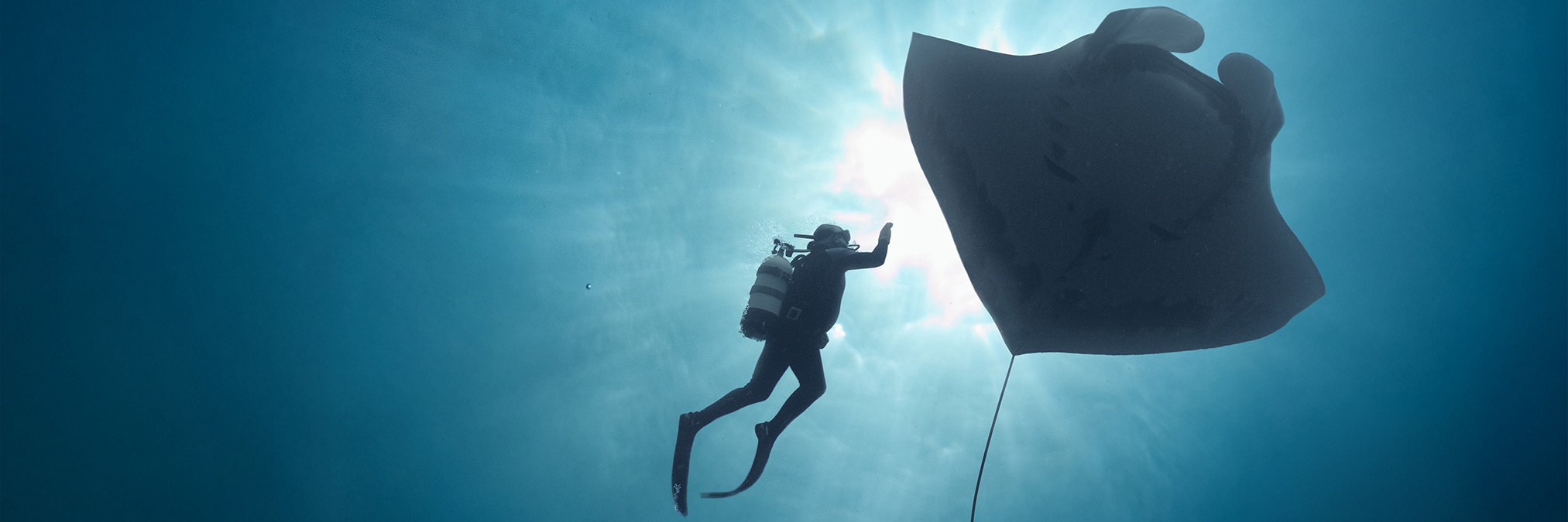 The Last Dive Screening