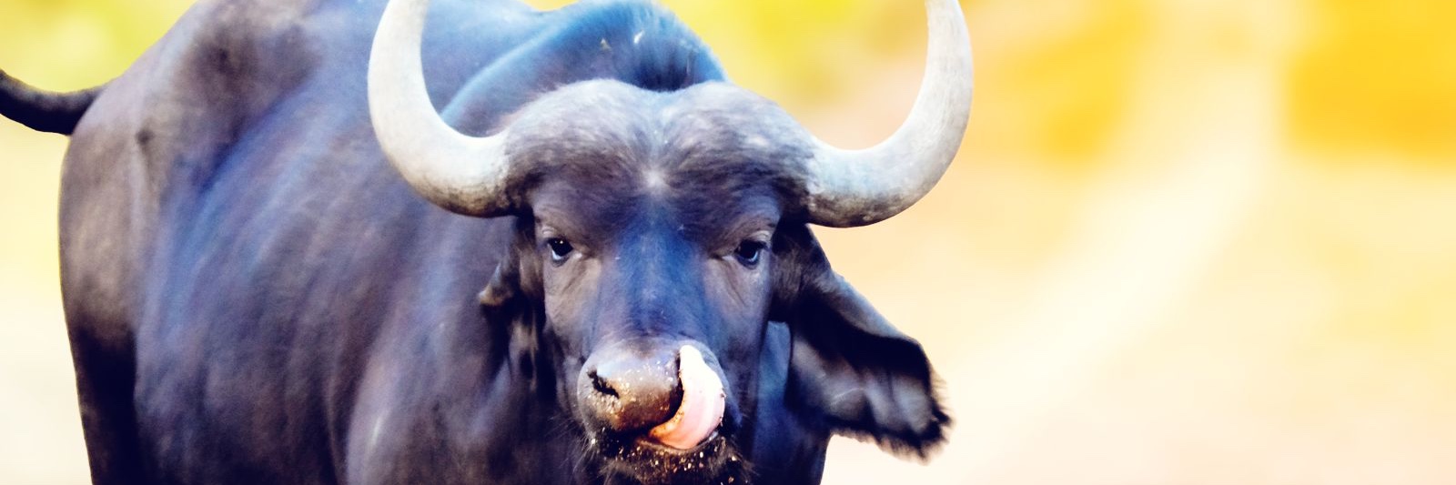 Book tickets for Lethabong Lodge Day Visitor