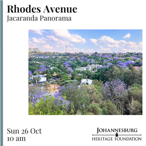 Rhodes Avenue - Jacaranda Panorama