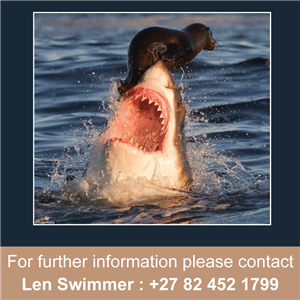 The modern History of the South African Great White Shark