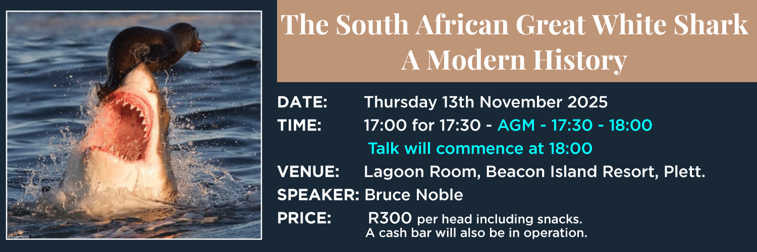 The modern History of the South African Great White Shark