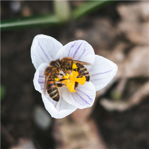 Wisdom of Wildness - Wild Bees
