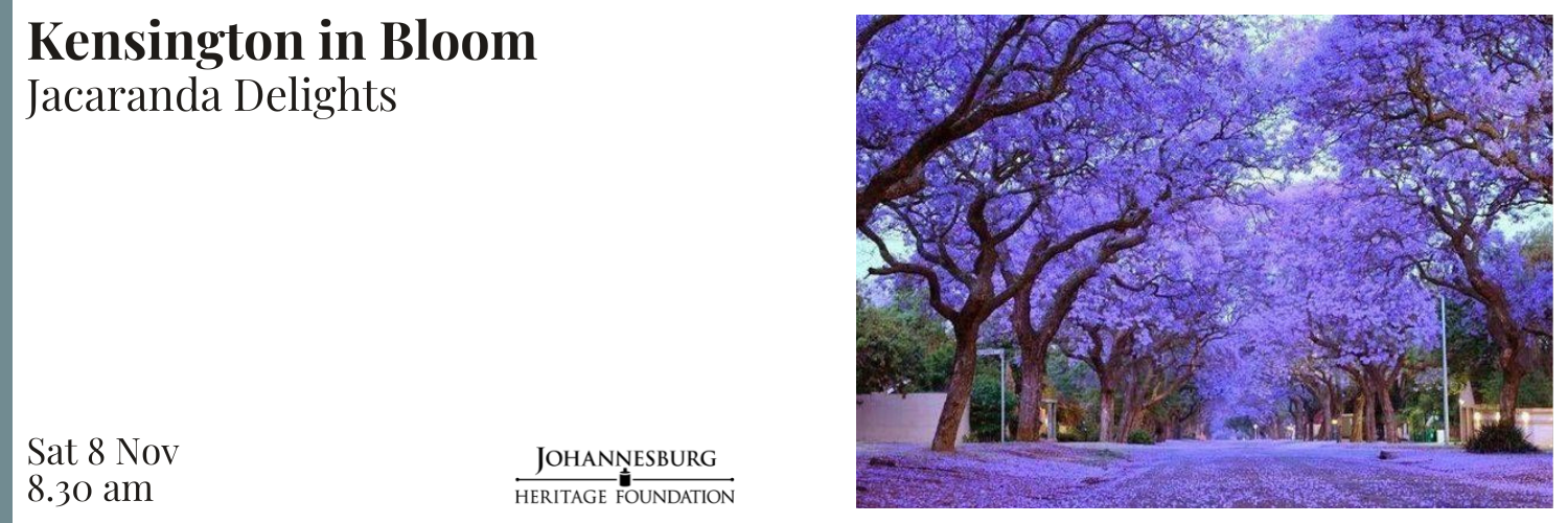Kensington in Bloom - Jacaranda Delights