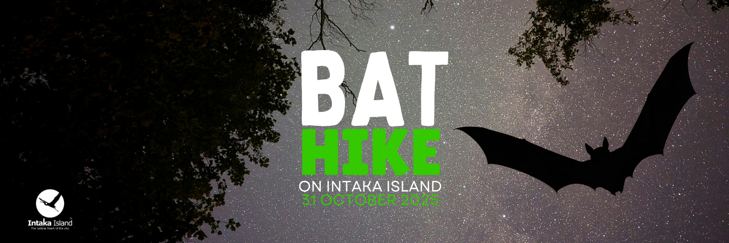 Bat Night Hike on Intaka Island