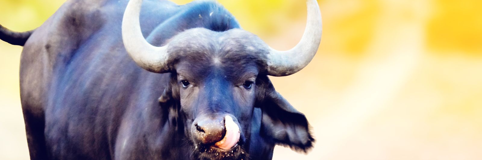 Lethabong Lodge Day Visitor - up to 15 January 2026