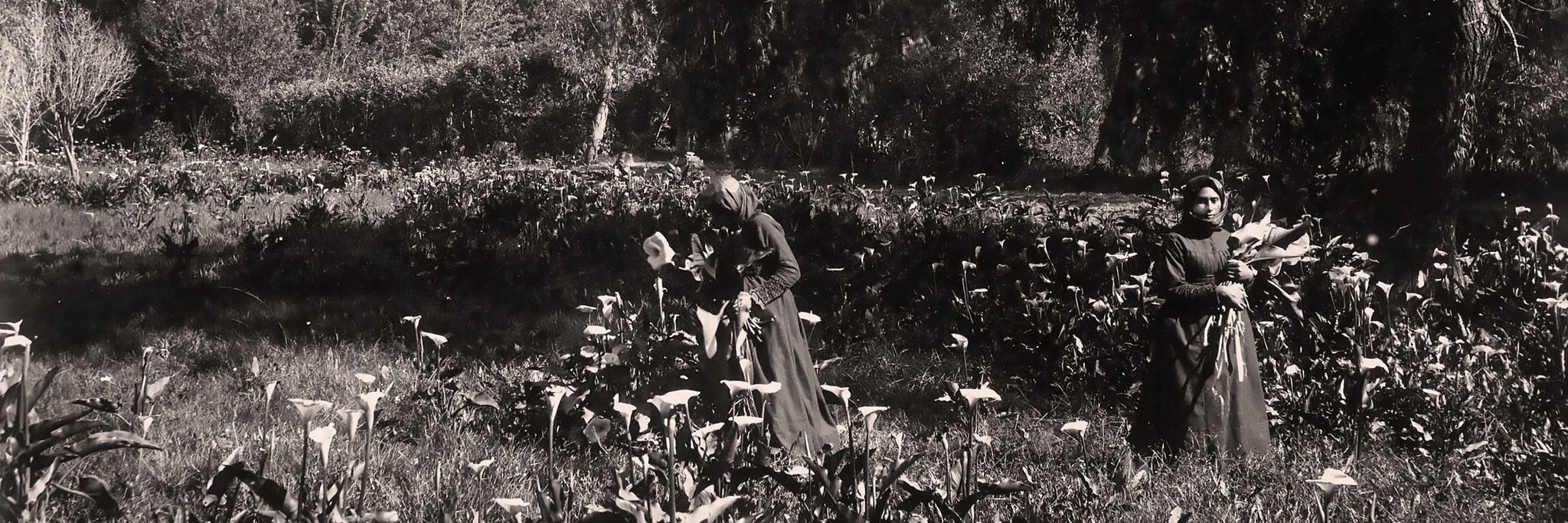 Suburb of Champions - A Claremont Heritage Walking Tour