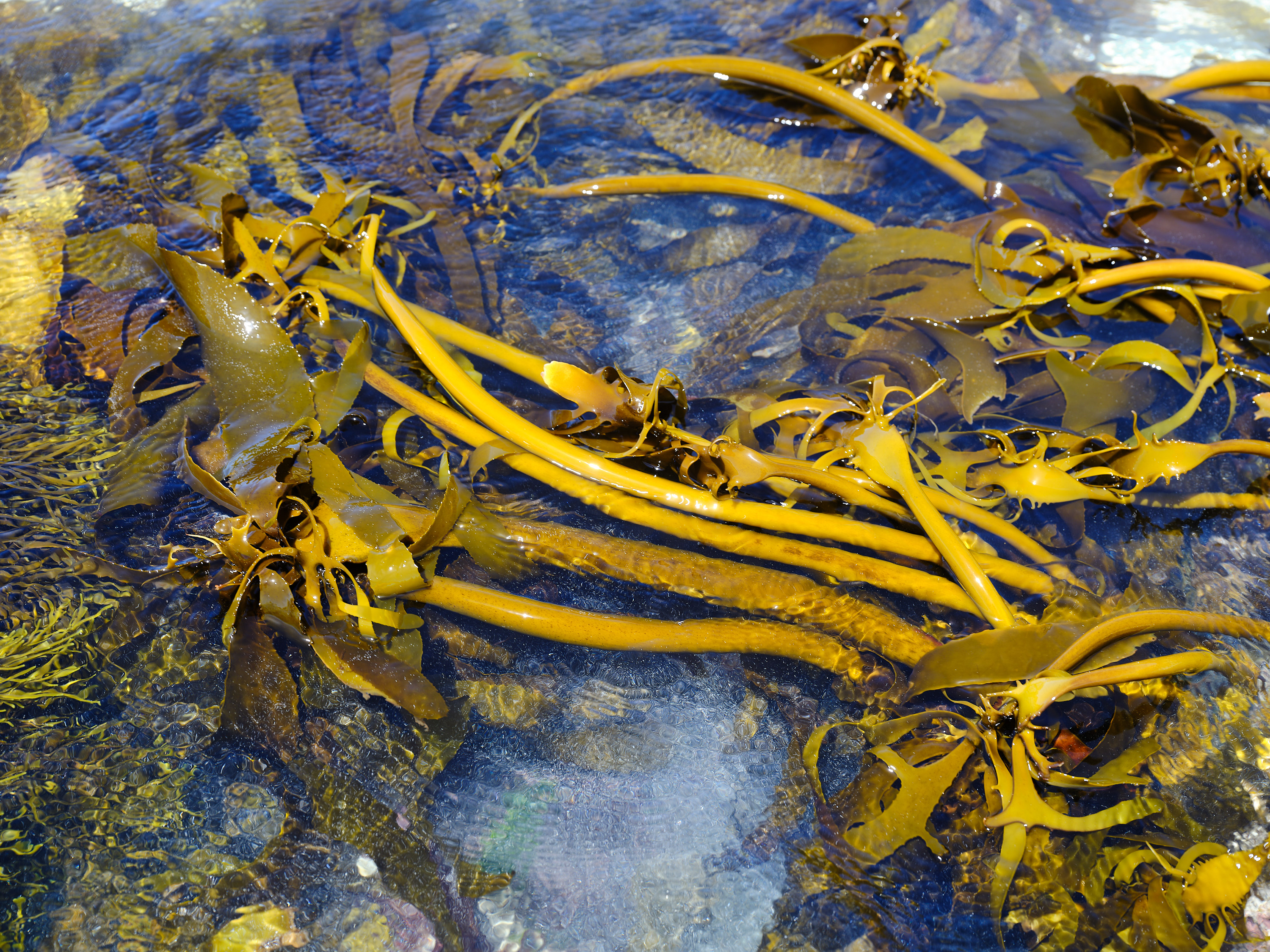 Seaweed Cooking Class with Veld and Sea - 24 January