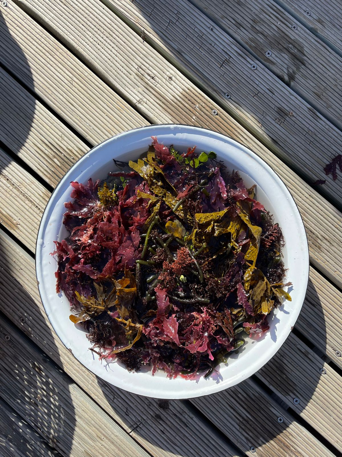 Seaweed Cooking Class with Veld and Sea - 8 February