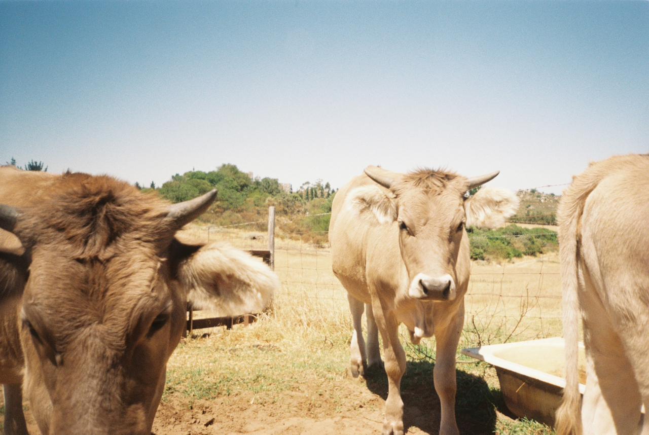 Cultured Butter & Cheese making Workshop 