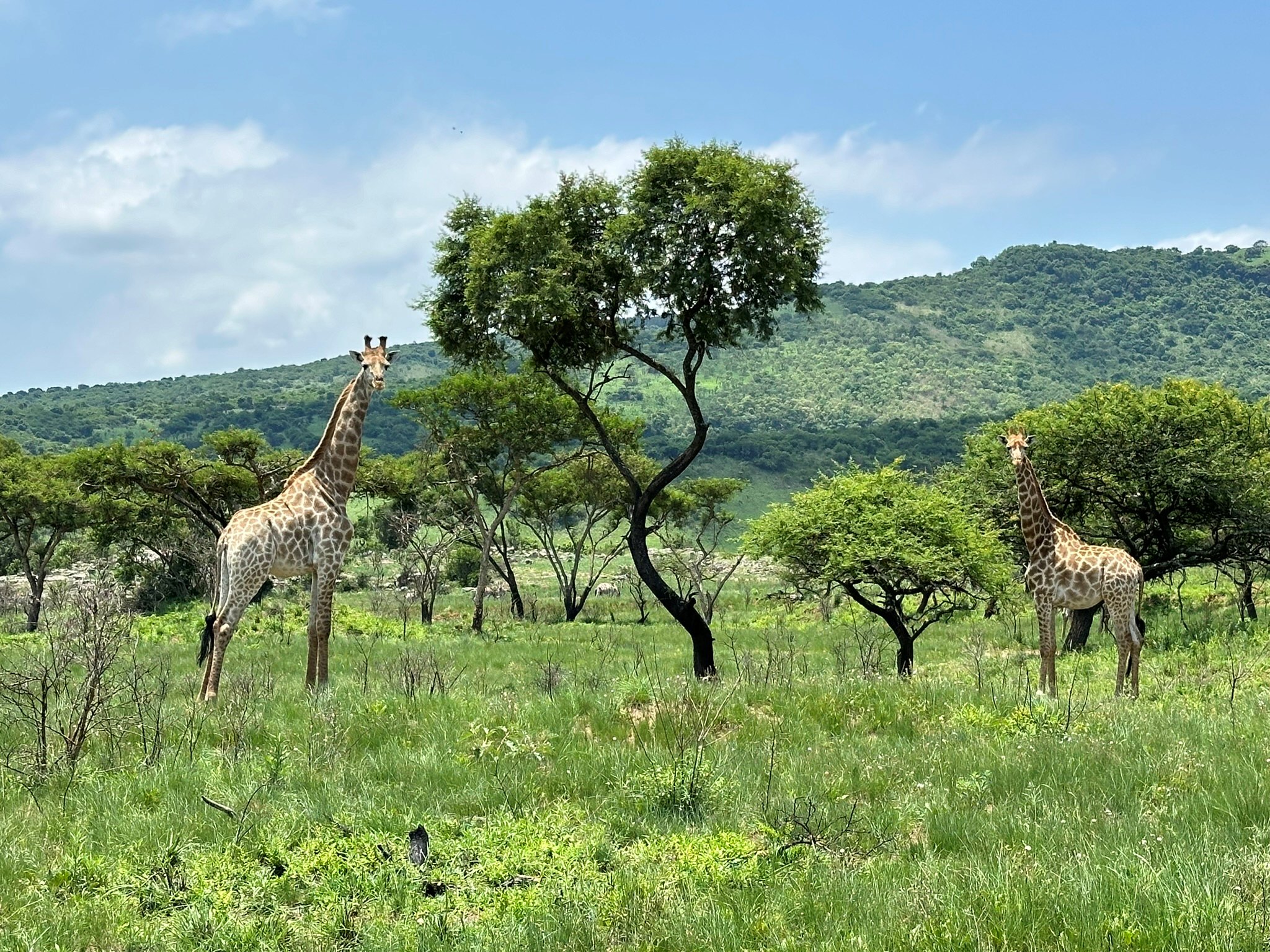 Cumberland Nature Reserve Hike - Horseshoe Bend + The Gorge