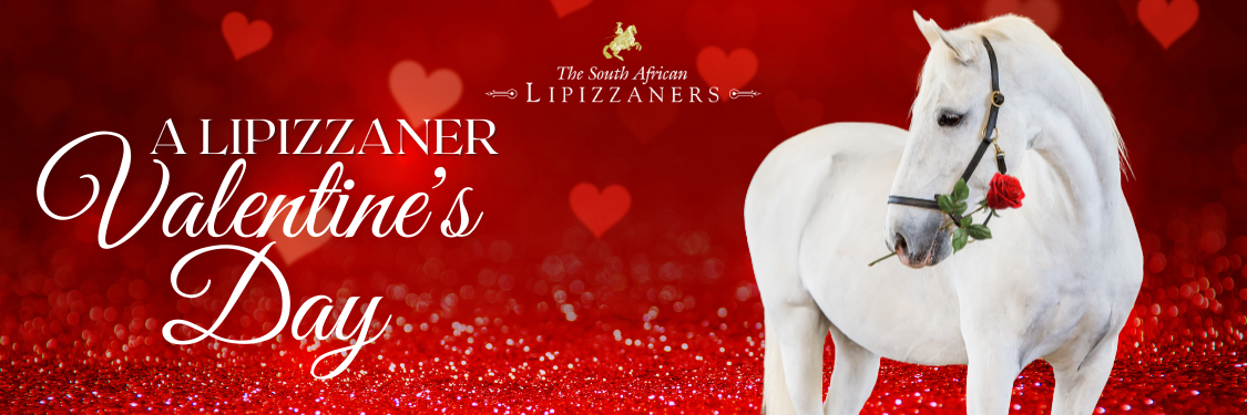 A Lipizzaner Valentine's Day