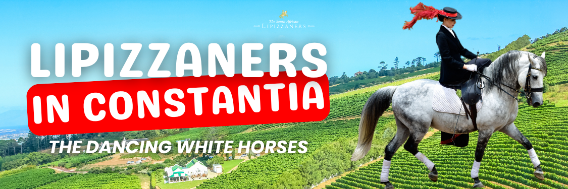Lipizzaners in Constantia