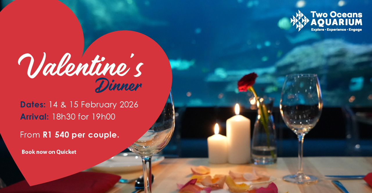 Valentine's Day Dinner at the Two Oceans Aquarium