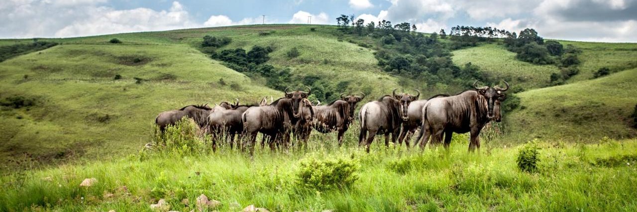 Gwahumbe Game Reserve Bush Escape