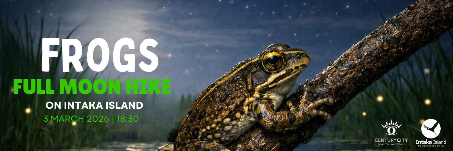 Full Moon Hike on Intaka Island - Frogs