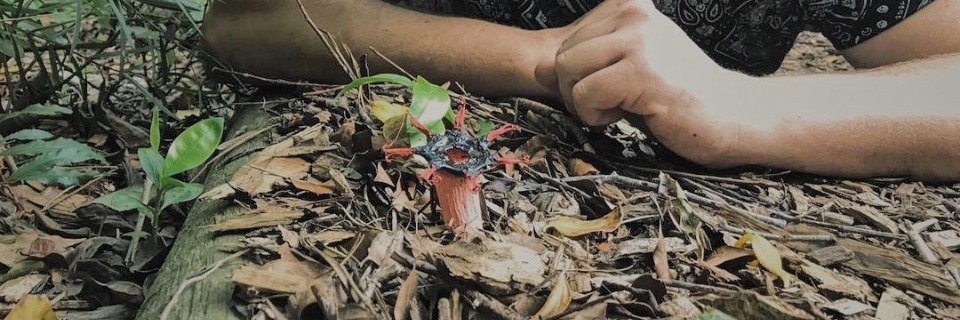 Mushroom Foraging with Justin Williams & Veld and Sea - 9 May