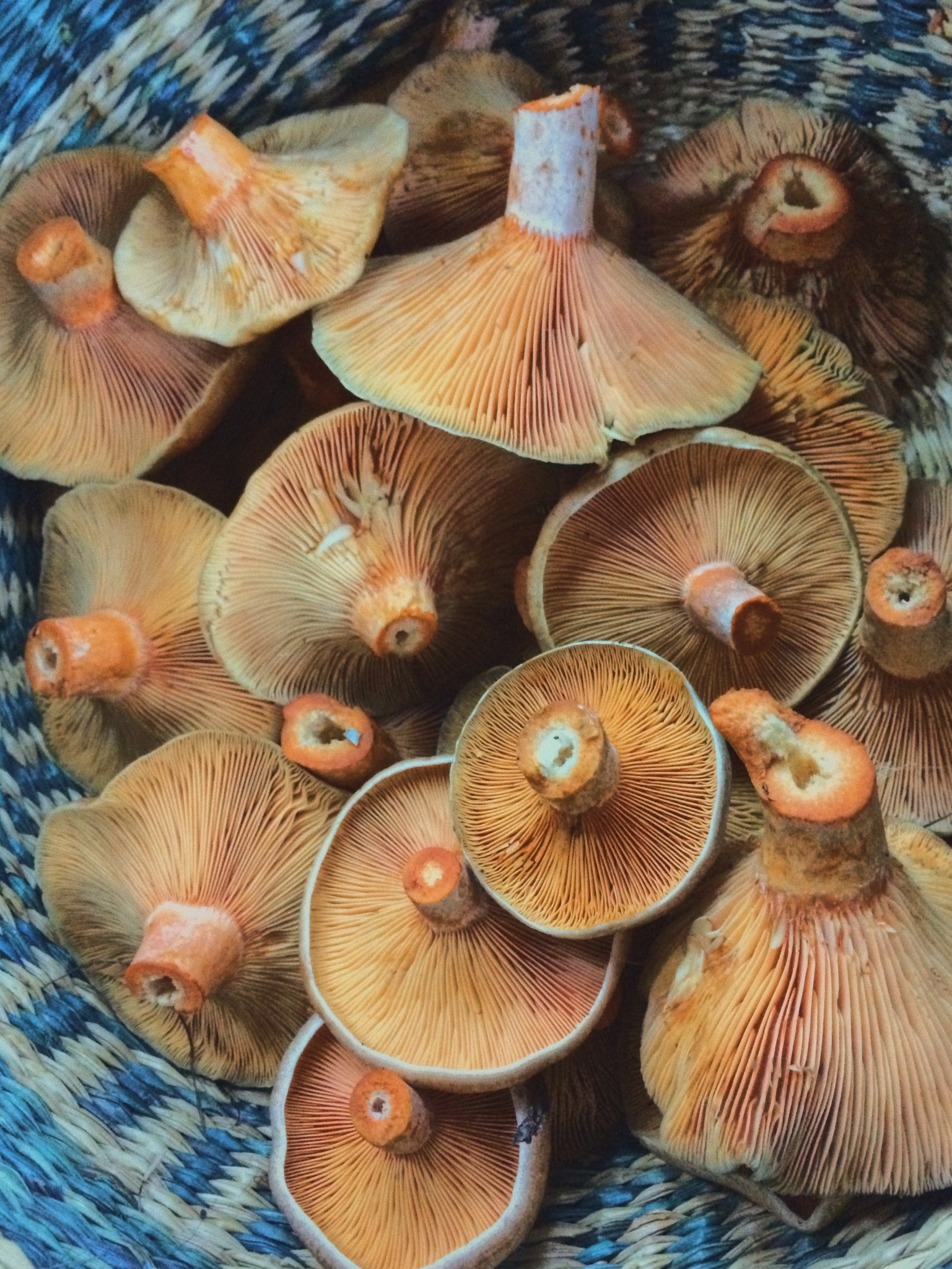 Mushroom Foraging with Justin Williams & Veld and Sea - 14 May