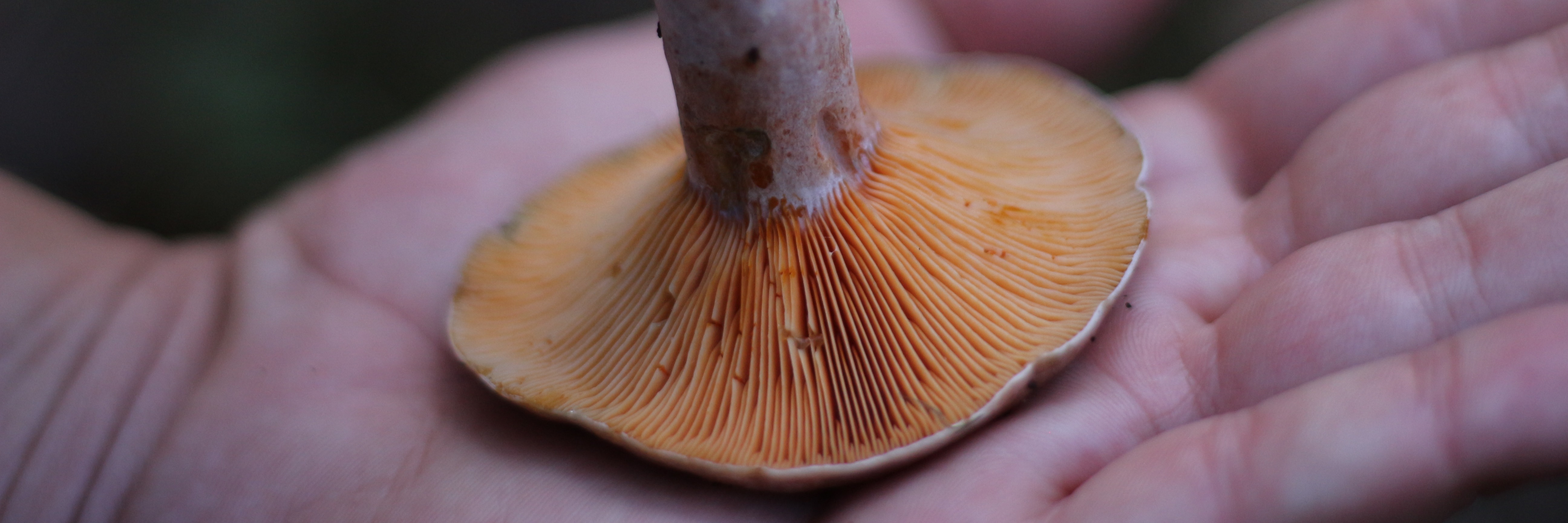 Mushroom Foraging with Justin Williams & Veld and Sea - 2 May