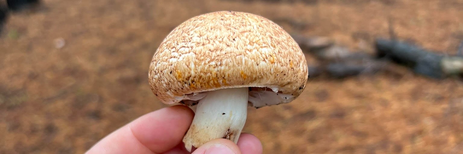 Mushroom Foraging with Justin Williams & Veld and Sea - 27 May