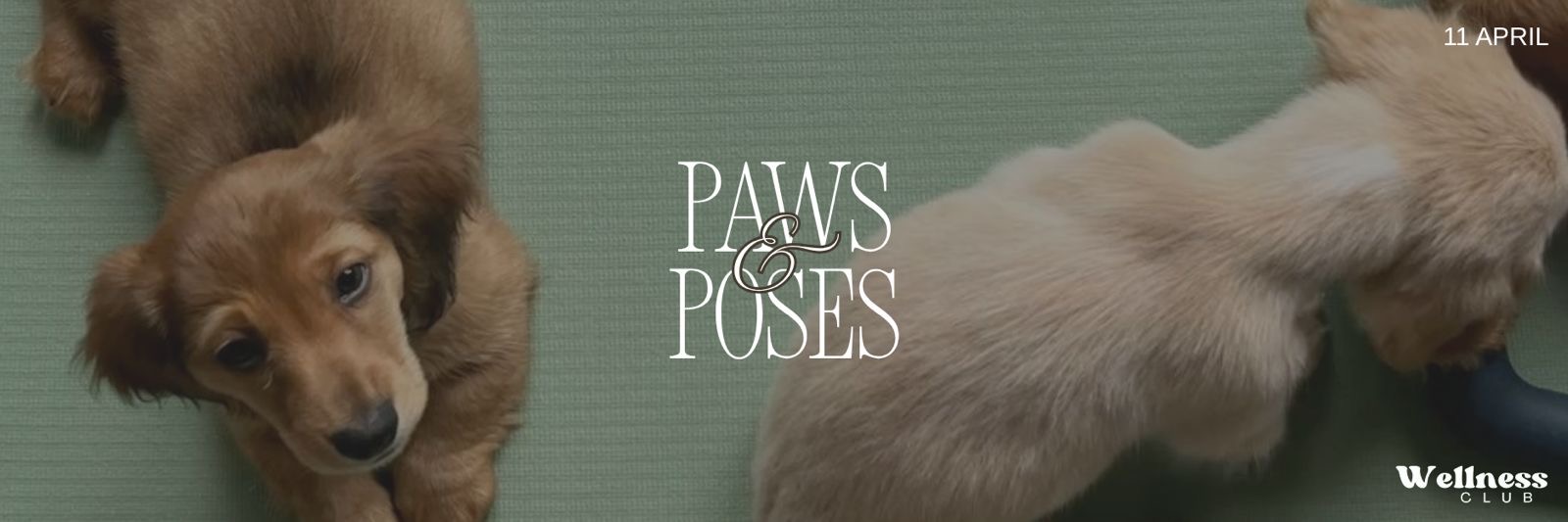 Paws & Poses