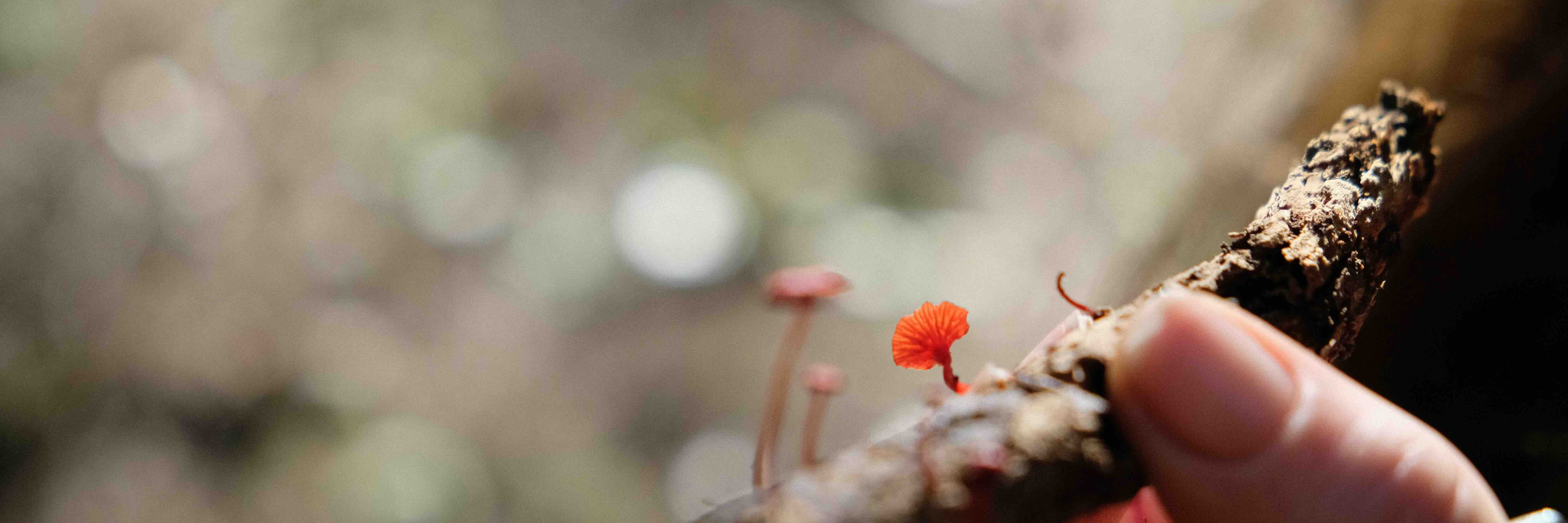 Mushroom Foraging with Justin Williams & Veld and Sea - 23 May